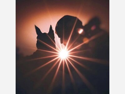Pet-friendly Access Charleston