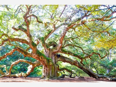 Awesome Angel Oak Tree