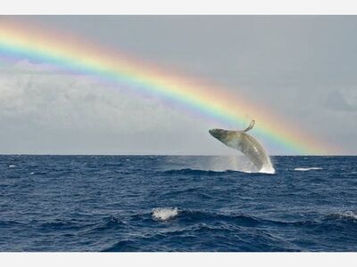 The Principle of the Whaleville, SC Life—a Gift, Not a Reward