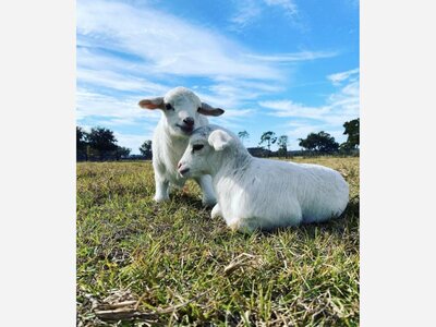 Can’t Miss Reasons to Visit SC Goats Now